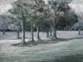 Waveny Park Trees