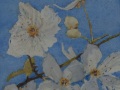 Apple Blossoms