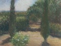 Cypress trees at Tre Grazie near Todi