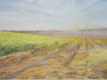 Vineyard