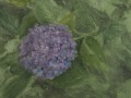 Nantucket Hydrangea