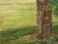 Tree at Waveny Park